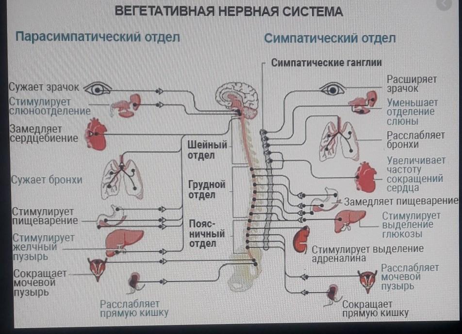 Вегетативный отдел нервной системы это