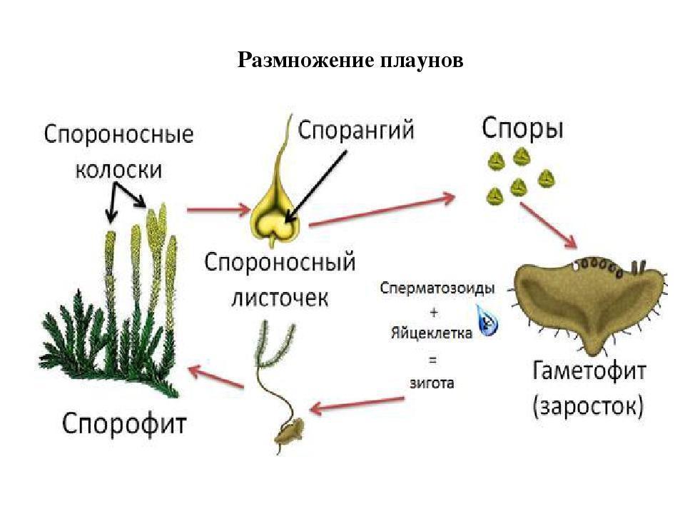 Спорангии на нижней стороне спороносного листа