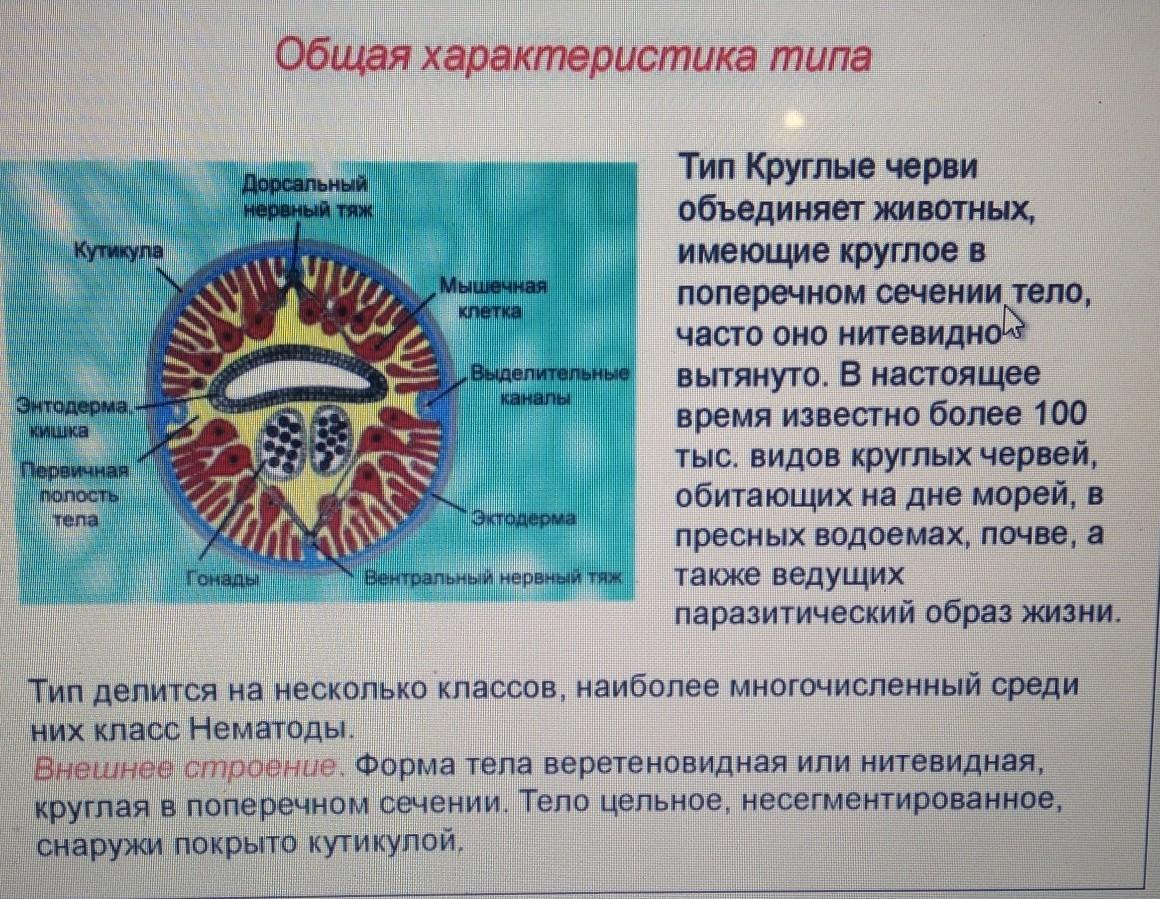 Стенка тела круглых червей представлена