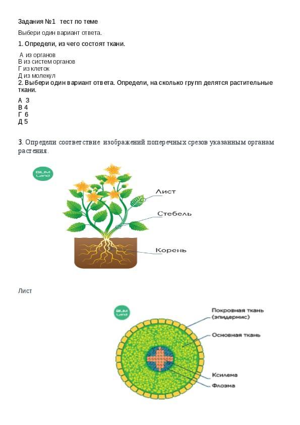 Тест на соответствие биология. Показать срезы органов растений. Срез цветок 45. Поперечный срез биология 8 класс. Органы растения тест.
